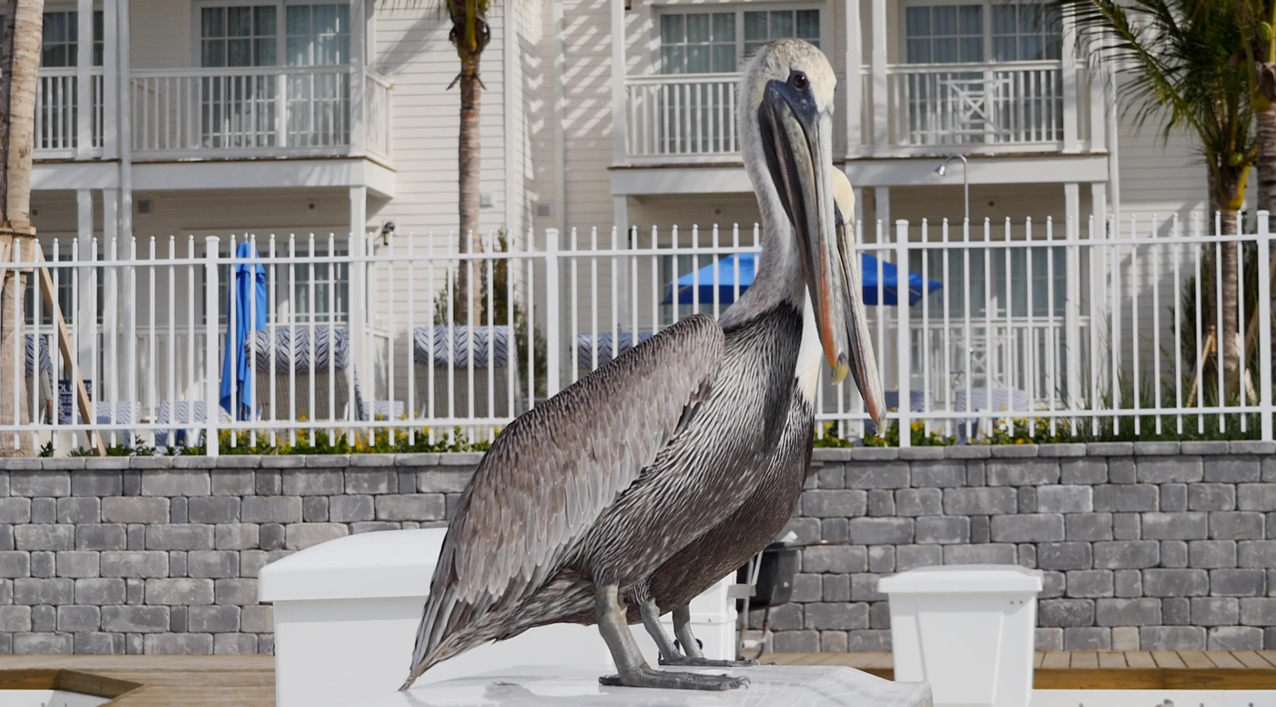 Pelican catching some rays on a model TR2 trash container lid